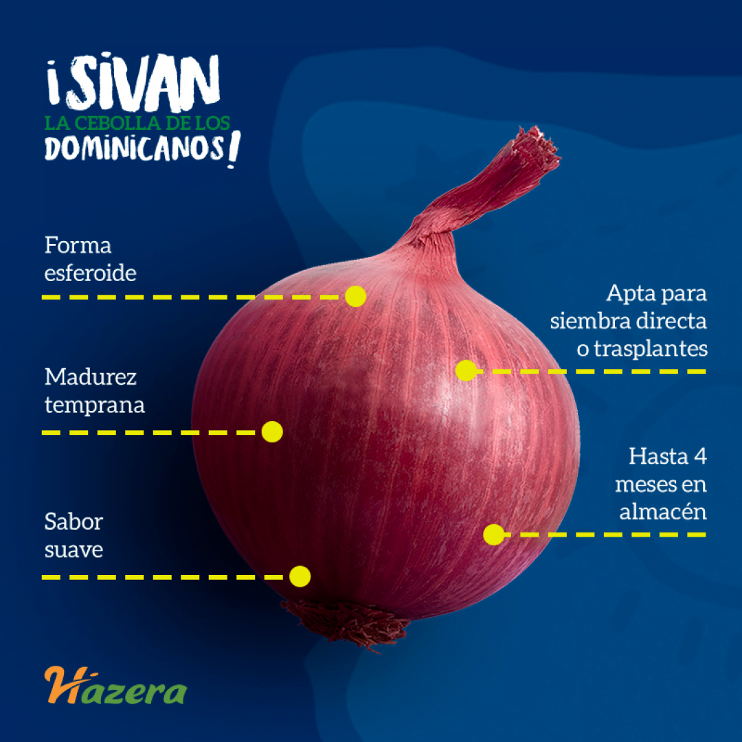 Sivan cebolla 1080x1080px